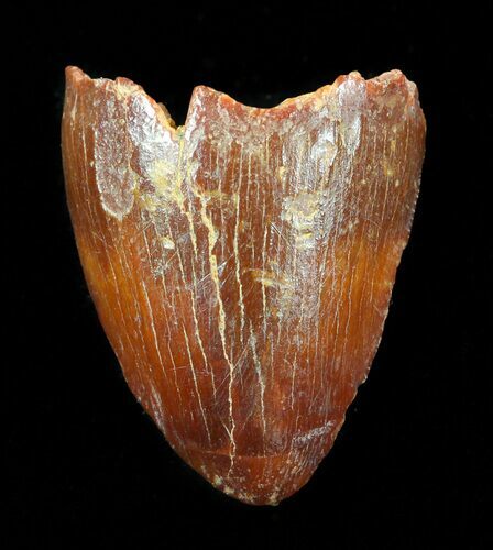 Cretaceous Fossil Crocodile Tooth - Morocco #50247